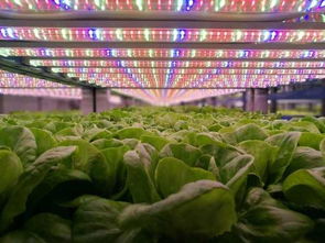 從地面到星際 植物工廠技術(shù)如何引領航天谷物種植新紀元