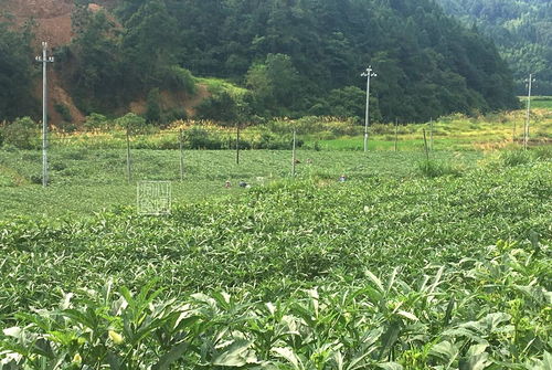 秋葵鋪就致富路 農(nóng)村姐姐的80畝綠色奇跡與姐夫的年收五十萬