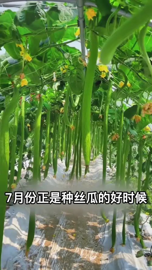 長條絲瓜 夏日庭院新寵，高產(chǎn)優(yōu)質(zhì)好種植