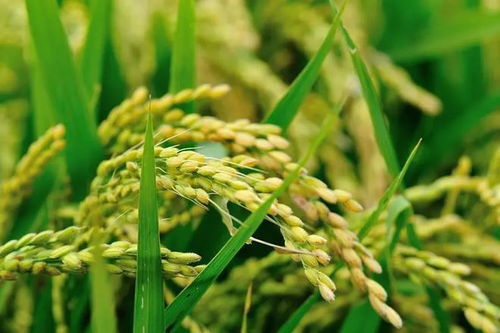 水溶肥哪家好？谷物種植高效施肥的三大選擇秘訣