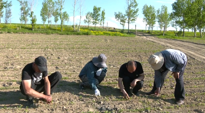 特克斯縣打造景觀農業&ldquo;超級谷物&rdquo;藜麥種植繪就多彩&ldquo;豐&rdquo;景